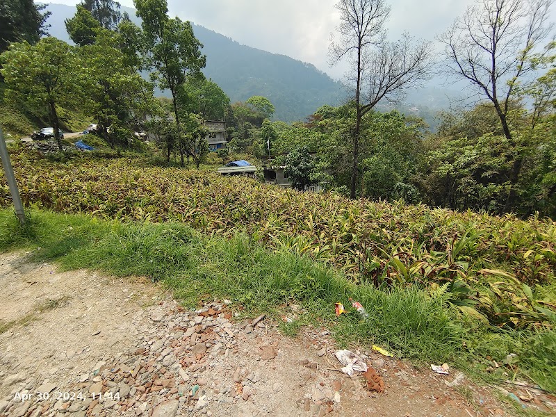 Darap Village Walk - Darap Village Walk Pelling-Rimbi Rd, Darap, Sikkim 737113, India