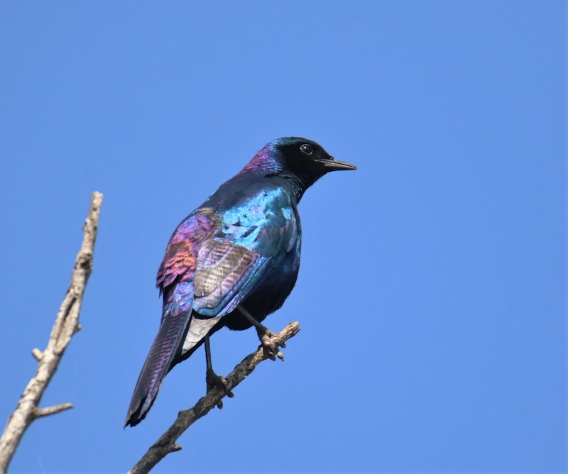 Kruger National Park - Kruger National Park, South Africa