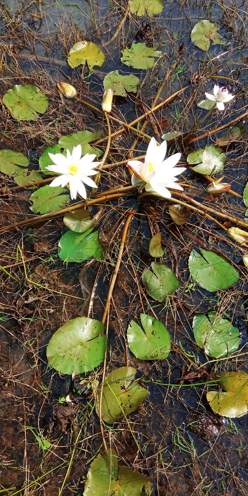Ekagudi band - Ekagudi band G733+JFW, Dabjor, Odisha 767032, India