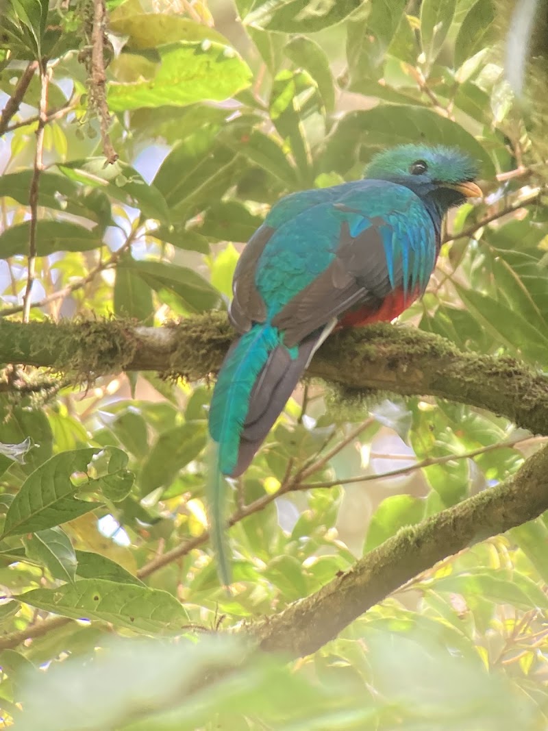 Forest Alive - Forest Alive, Plaza Monteverde, Centro Comercial Local 3, Provincia de Puntarenas, Santa Elena, 61201, Costa Rica