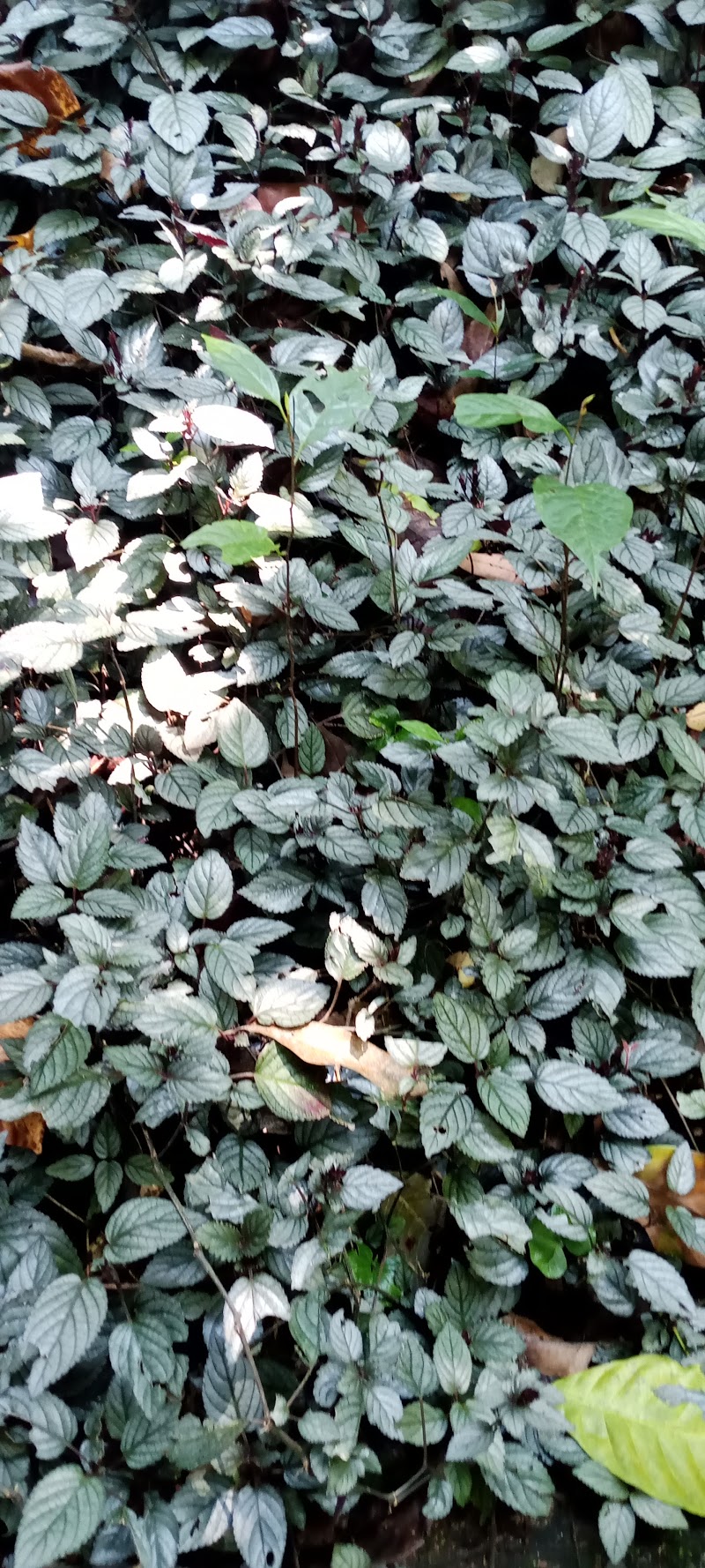 GreenValley Ayurvedic & Spice Garden - GreenValley Ayurvedic & Spice Garden Kottayam - Kumily Rd, Kumily, Periyar, Kerala 685509, India