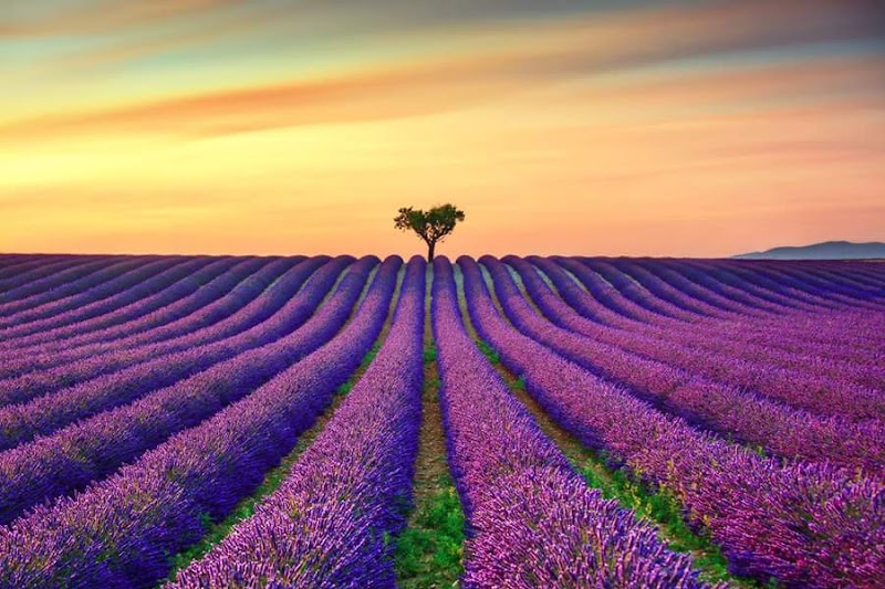 Valensole - Valensole, 04210 Valensole, France
