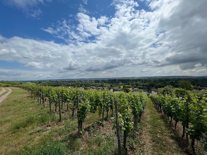Grape Escapes Germany - Grape Escapes Germany, Bahnhof, 55218 Ingelheim am Rhein, Germany