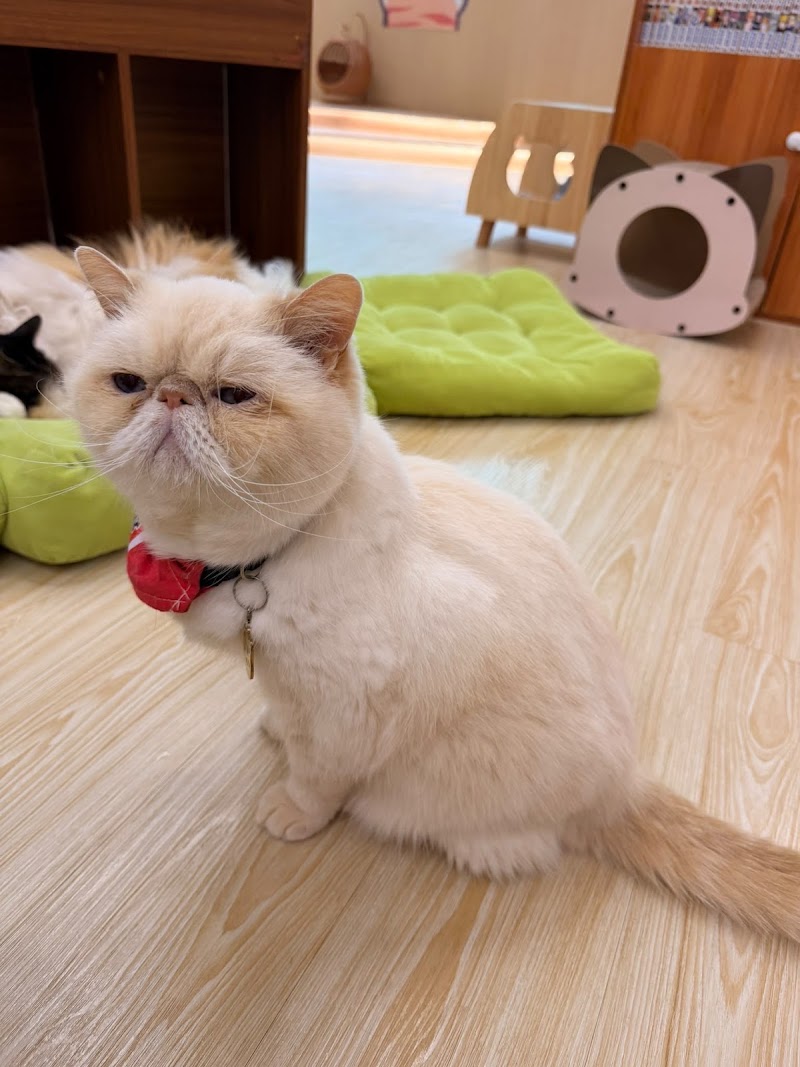 Cats Tea Room Tsuen Wan - Cats Tea Room Tsuen Wan Hong Kong, Tsuen Wan, Chung On St, 110號1樓