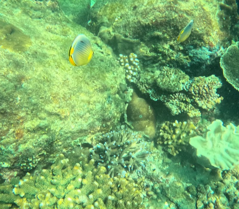 Ocean breeze Snorkeling centre - Ocean breeze Snorkeling centre No-42 alles garden, Trincomalee, Sri Lanka