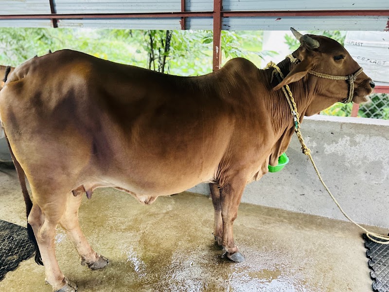 FarmtoHome Dairy - FarmtoHome Dairy, Kuthrel, Chhattisgarh 491221, India