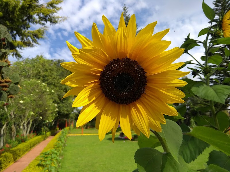 Nehru Park - Nehru Park CVF8+C66, Jhonstone Cir, கோத்தர், கிரிTamil, Kotagiri, Tamil Nadu 643217, India