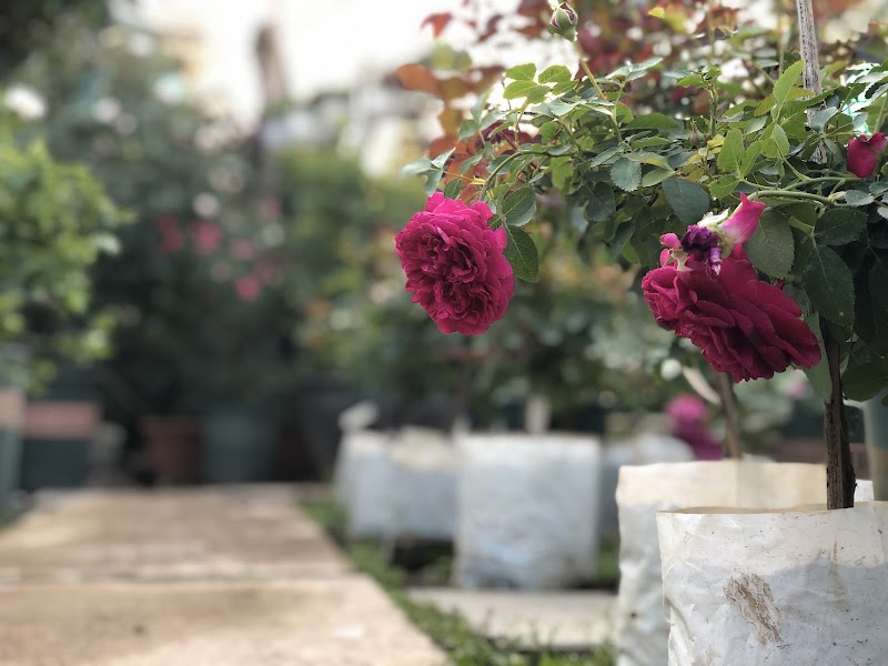 Vườn Hồng Sweet Rose - Vườn Hồng Sweet Rose, Cuối Ngõ 264 Âu Cơ, Hồng Hà, Hà Nội, Vietnam