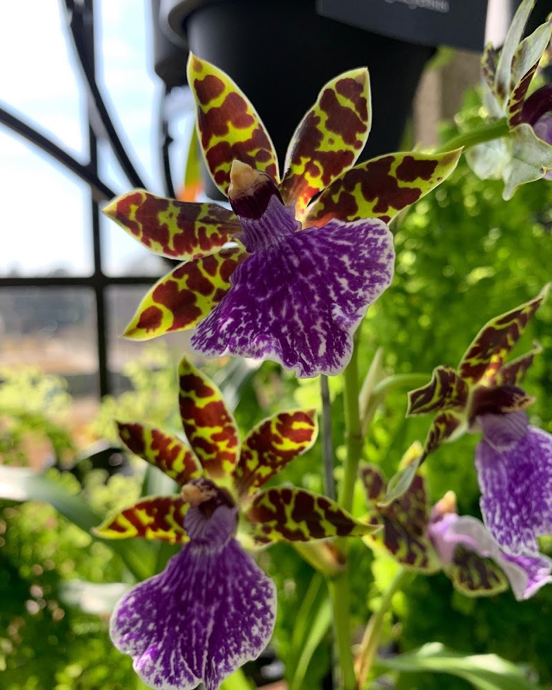 Orchid House - Orchid House Kennett Square, PA 19348, USA