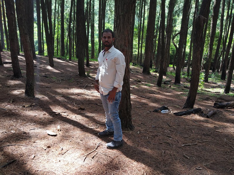 Lower Pine Forest - Lower Pine Forest MW4Q+VQ2, Vedikuzhi, Kolahalamedu, Keralam 685501, India