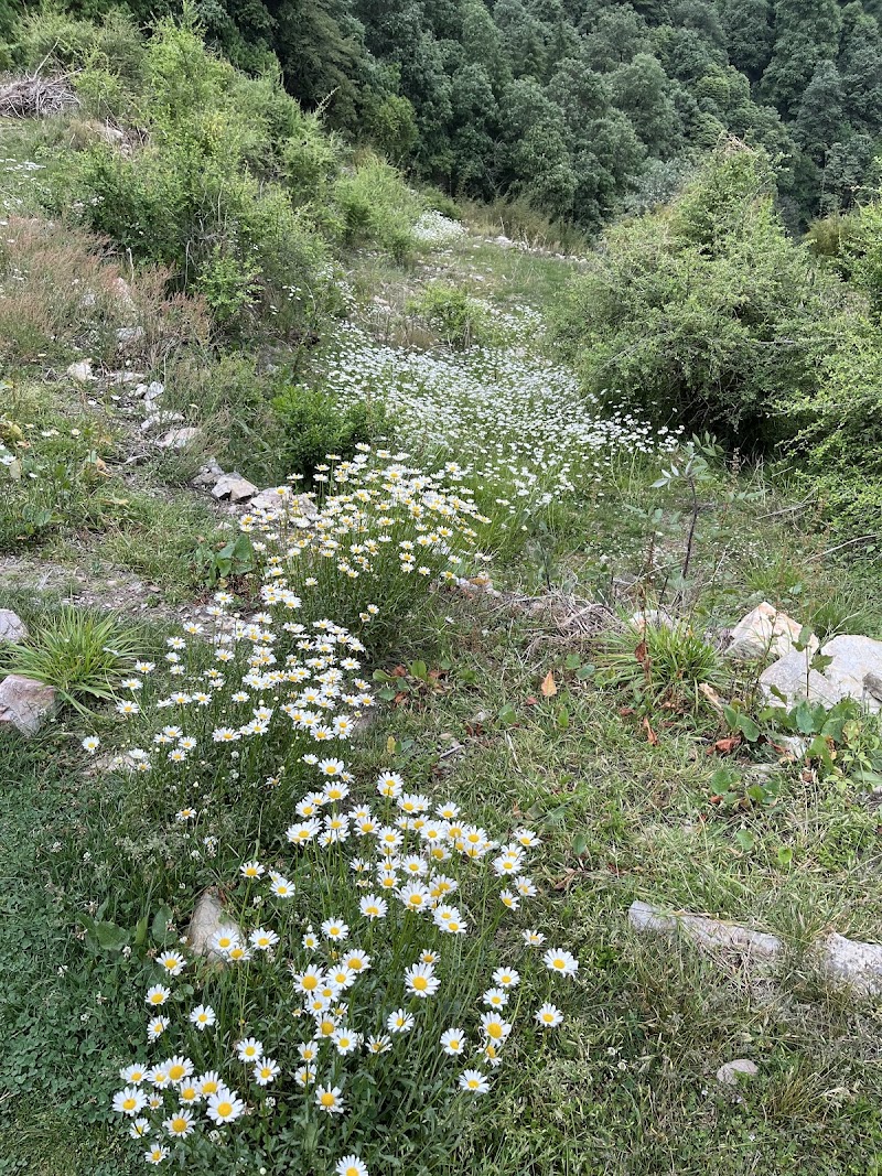 Jabarkhet Nature Reserve, Mussorie - Jabarkhet Nature Reserve, Mussorie Nature Reserve, Jabarkhet, Landour, Mussoorie, Uttarakhand 248179, India