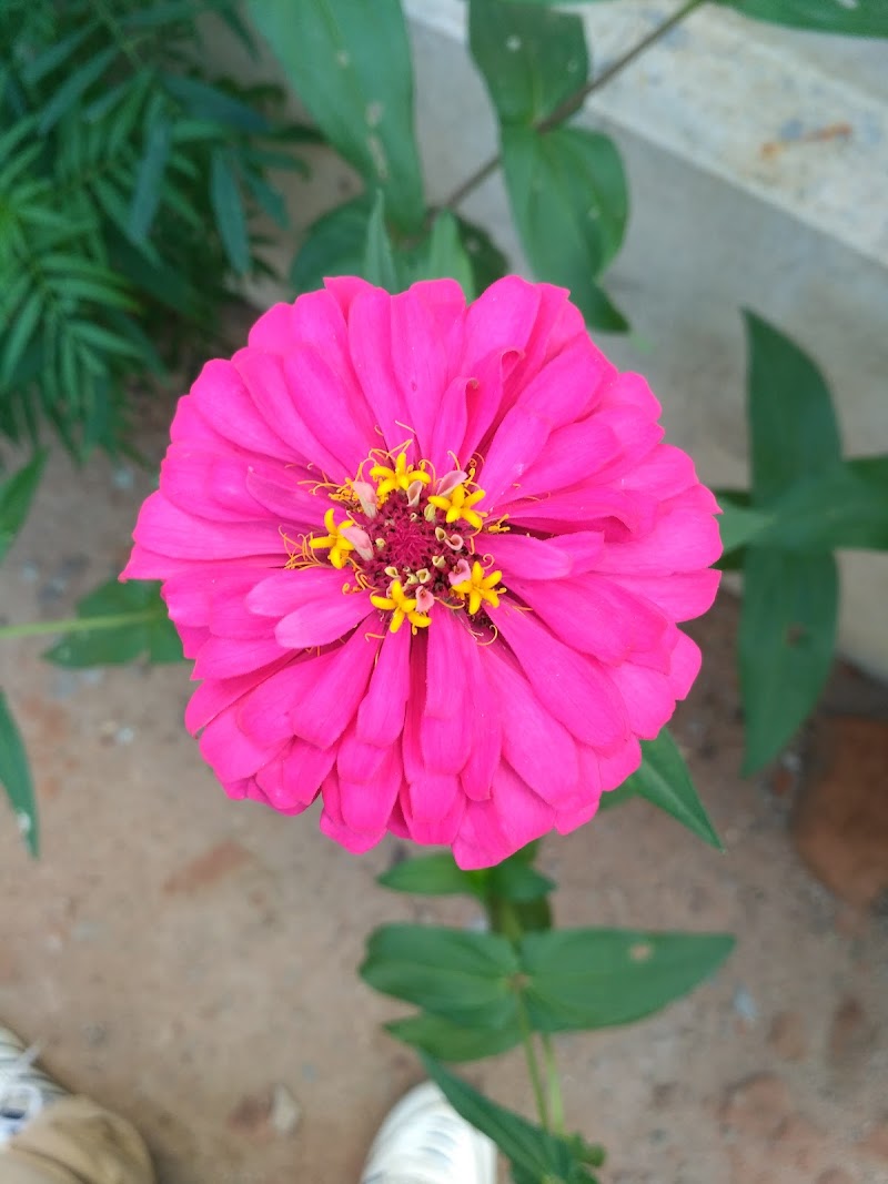 Forest Range Office (T) - Forest Range Office (T) 3JWJ+W4H, Palsapara, Odisha 766108, India
