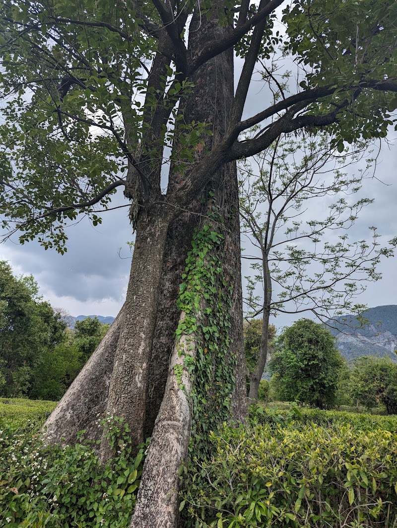 Dhouladhar Tea Garden - Dhouladhar Tea Garden, 682X+2HM, Dharamsala Rd, Dari, Gabli Dar, Hodal, Himachal Pradesh 176215, India