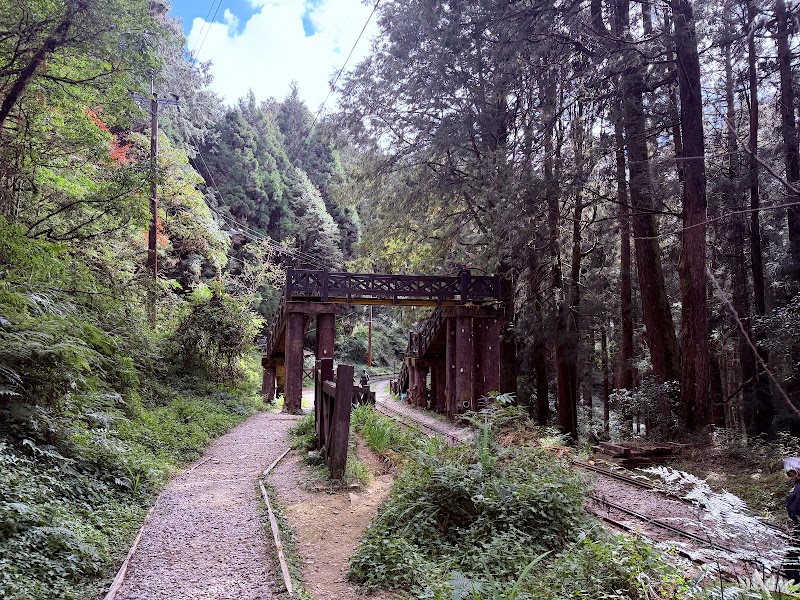 Tashan Trail - Tashan Trail 605 Zhongzheng Village, Alishan Township, Chiayi County, Taiwan 605