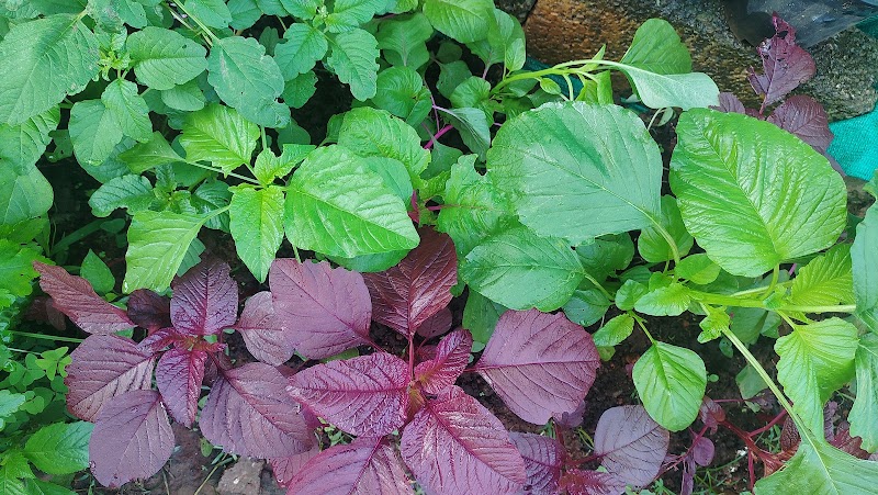 Spice Garden - Spice Garden, Mammattikanam,Kuthungal road, Rajakkad, Kuthumkal, Keralam 685566, India