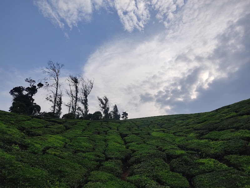 Munnar Scenery - Munnar Scenery SH17, Nullatanni, Munnar, Kerala 685612, India