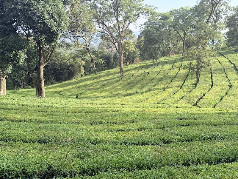 Maan Tea Factory - Maan Tea Factory, 6855+CMX, MDR44, Dharamshala, Himachal Pradesh 176217, India