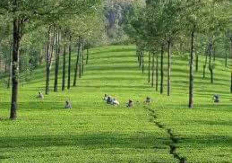 Photo Point - Photo Point, Munnar - Top Station Hwy, Kannan Devan Hills, Kerala 685616, India