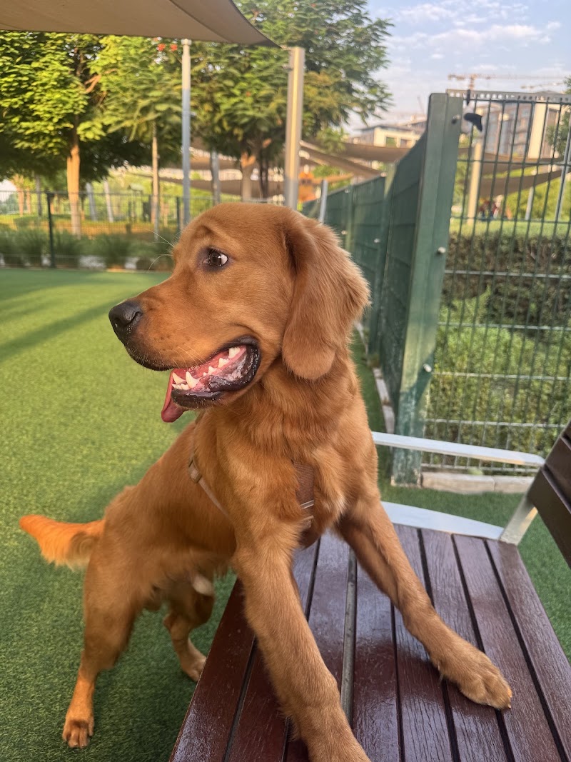Dog Park - Dubai Hills Estate Park - Dog Park - Dubai Hills Estate Park, Unnamed Road - 466X+455 - حدائق الشيخ محمد بن راشد - دبي - United Arab Emirates