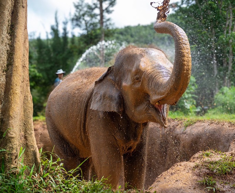 Phuket Elephant Nature Reserve