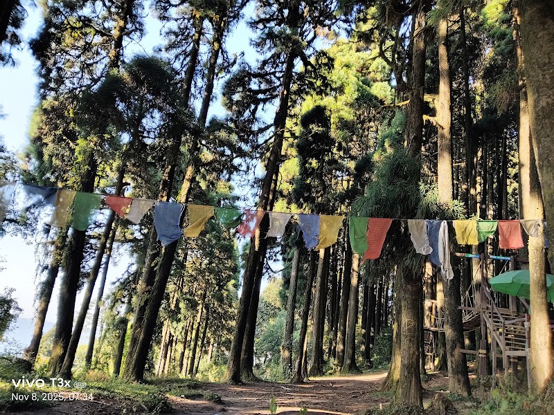 Pine View Spot - Pine View Spot 256P+H3, Ghoom Pahar Forest, West Bengal 734221, India
