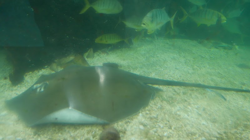 Shenzhen Sea World Sharks Hall - Shenzhen Sea World Sharks Hall China, Guang Dong Sheng, Shen Zhen Shi, Yan Tian Qu, S30惠深沿海高速入口J83H+V62 邮政编码: 518083