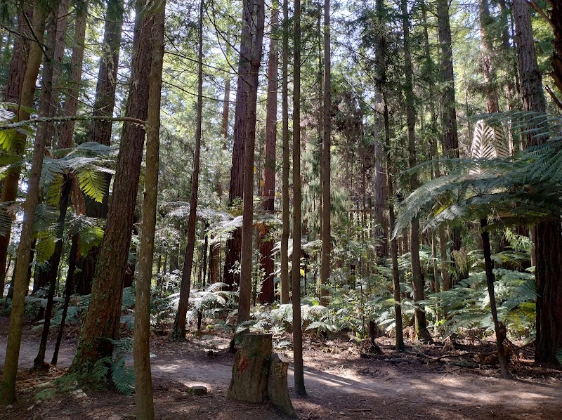 Redwoods – Whakarewarewa Forest - Redwoods – Whakarewarewa Forest Whakarewarewa, Rotorua 3074, New Zealand