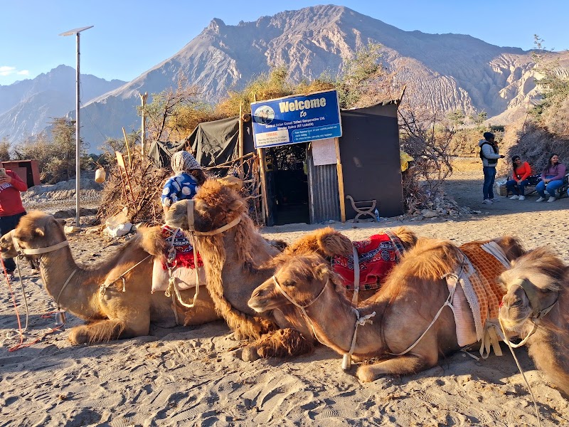 Hunder sand dunes double hump camel ride - Hunder sand dunes double hump camel ride Nubra Valley, Hunder, 194401