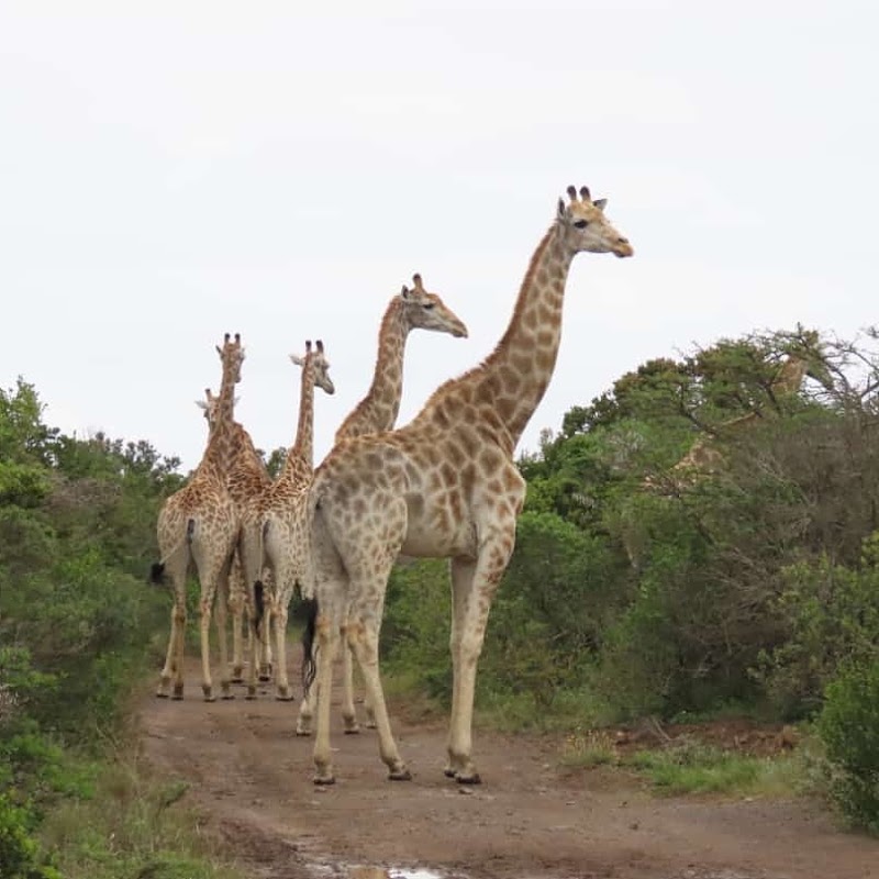 Inkwenkwezi Private Game Reserve - Inkwenkwezi Private Game Reserve, Schafli Rd, Chintsa West, KuGompo City, 5200, South Africa