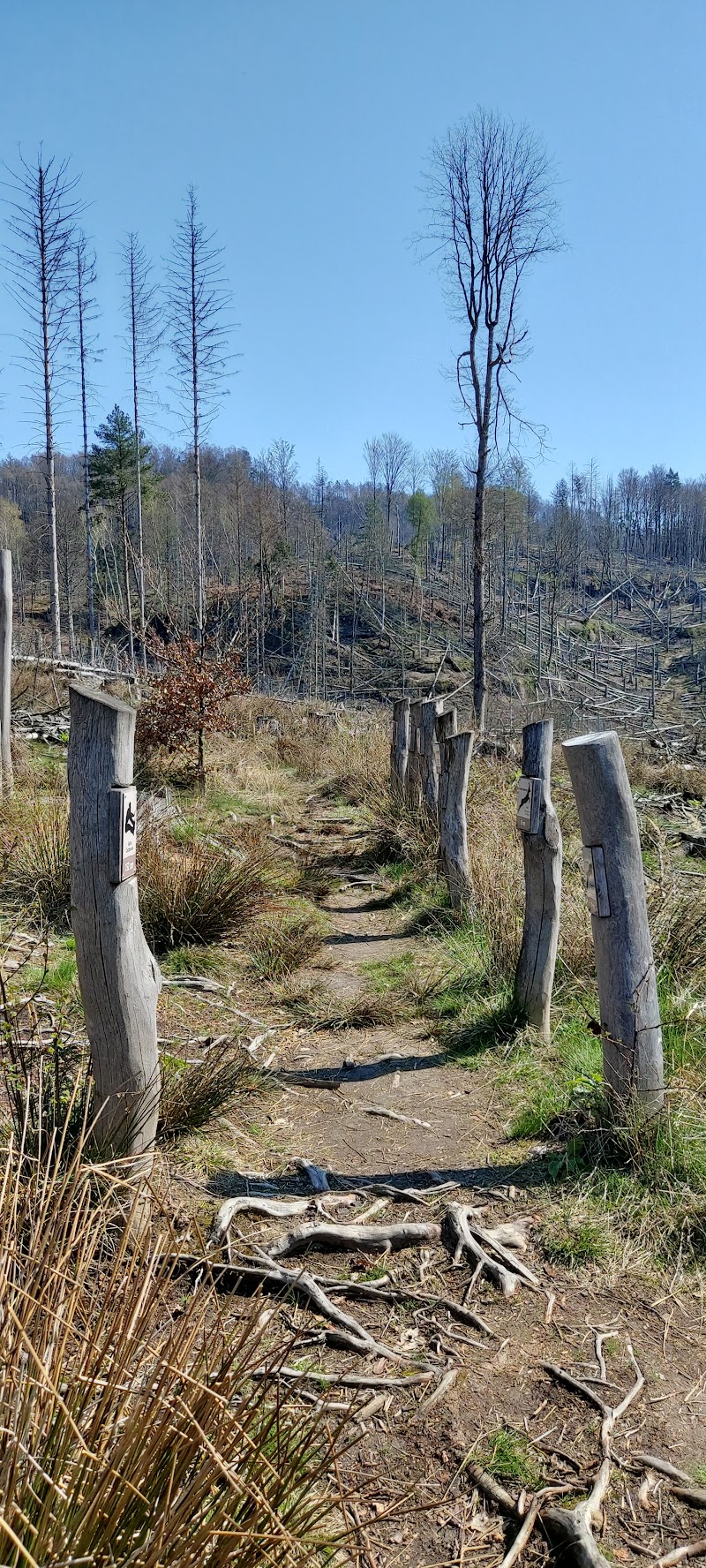 Lynx' Path / Gabriela's Trail - Lynx' Path / Gabriela's Trail 405 02 Hřensko-Děčín 2, Czechia