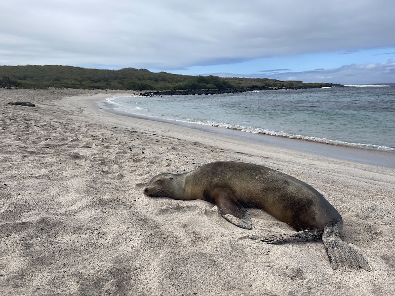 Playa Lobería - Playa Lobería, frente ala pista del avion, 39FQ+77Q, Puerto Baquerizo Moreno, Ecuador