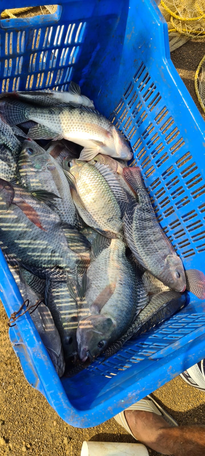 S & S Fish Farm - S & S Fish Farm Selud, Chhattisgarh 491107, India