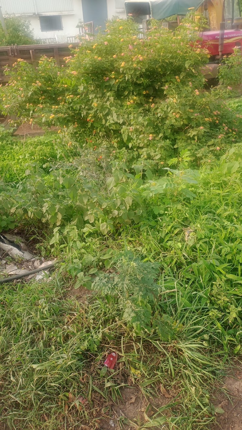 Lotus Pond - Lotus Pond VFHR+FQ, Shendra MIDC, Kubhephal, Maharashtra 431154, India