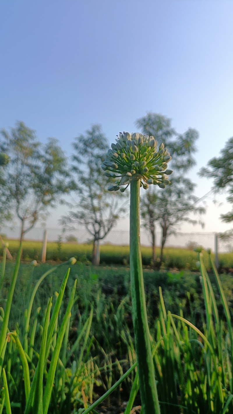 Saee farmstay Agrotourism - Saee farmstay Agrotourism Shindewadi, Pargaon - Rahu Rd, Wagholi, Pune, Shindewadi, Maharashtra 412207, India