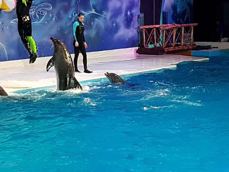 Dubai Dolphinarium - Dubai Dolphinarium Riyadh Street, Inside the Creek Park Gate 1 - Dubai Dolphinarium Building - Dubai Dolphinarium Building - Street - أم هرير الثانية - دبي - United Arab Emirates