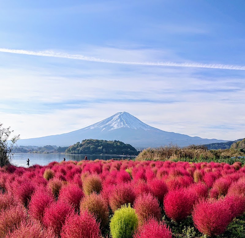 Oishi Park - Oishi Park ２５２５番地の１１先 Ōishi, Fujikawaguchiko, Minamitsuru District, Yamanashi 401-0305, Japan