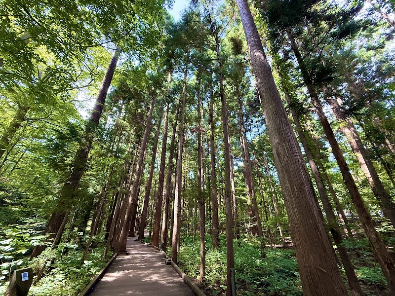 Maruyama Primeval Forest