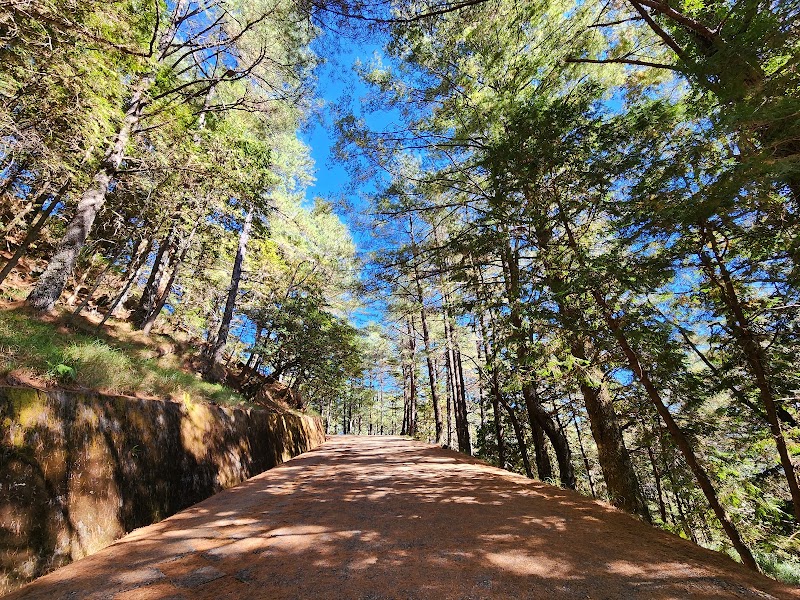 Xueshan Giant Tree - Xueshan Giant Tree, Bo'ai Village, Heping District, Taichung City, Taiwan 424
