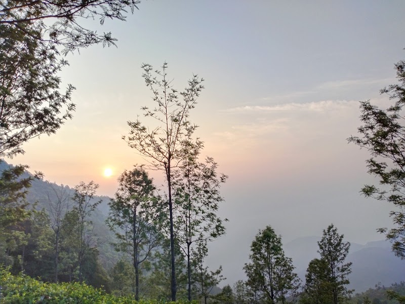 Tea Garden Tour - Tea Garden Tour 9R2C+8GP, Dolphin's Nose Rd, Alwarpet, Burliyar, Tamil Nadu 643102, India