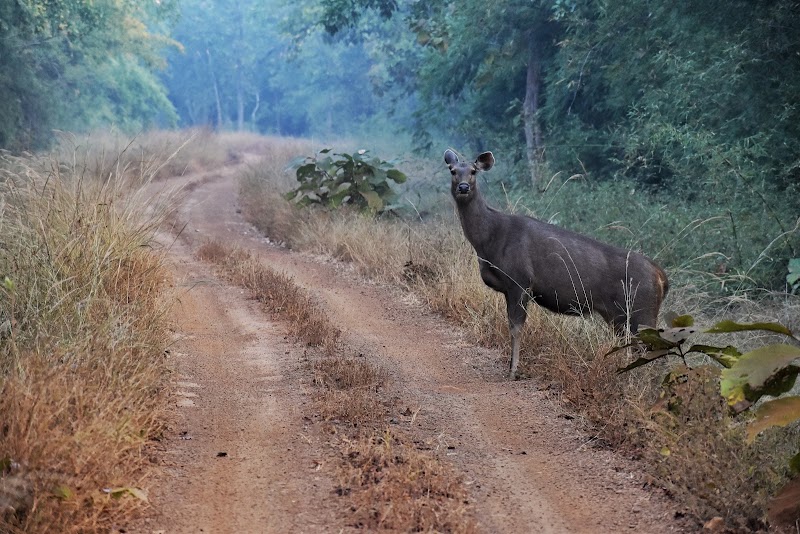 Tadoba-Andhari Tiger Reserve - Tadoba-Andhari Tiger Reserve Maharashtra, India