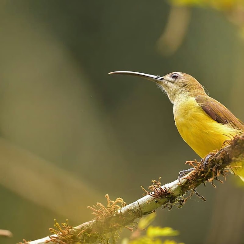 Wayanad Guide - Wayanad Guide, Meppadi, Natham Kuni, Kalpetta, Meppadi, Keralam 673577, India
