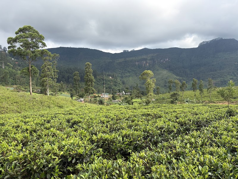 Nuwara Eliya Tours Tea Tours And Secret Falls On Hidden Paths - Nuwara Eliya Tours Tea Tours And Secret Falls On Hidden Paths, Nuwara Eliya 22200, Sri Lanka