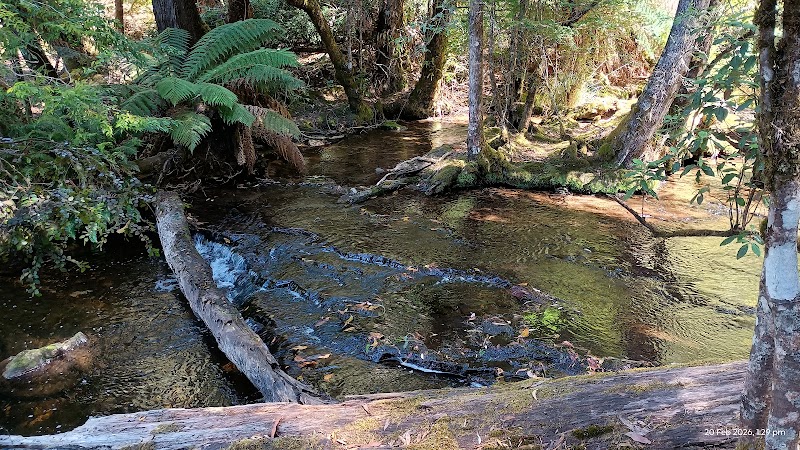 Mount Field Visitor Centre - Mount Field Visitor Centre, 66 Lake Dobson Rd, Mount Field TAS 7140, Australia