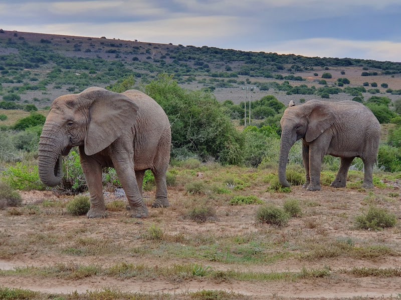 Amakhala Game Reserve - Amakhala Game Reserve, Paterson, 6130, South Africa