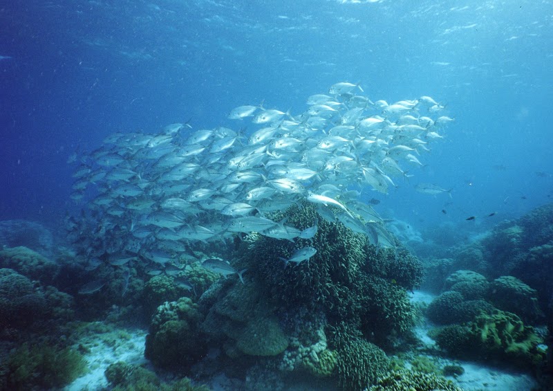 Apo Island - Apo Island, Dauin, 6217 Negros Oriental, Philippines