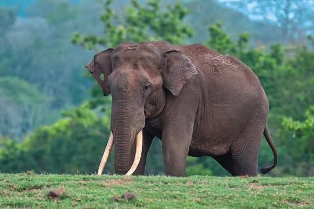 Kabini River Safari - Kabini River Safari Melukote, Karnataka 571116, India