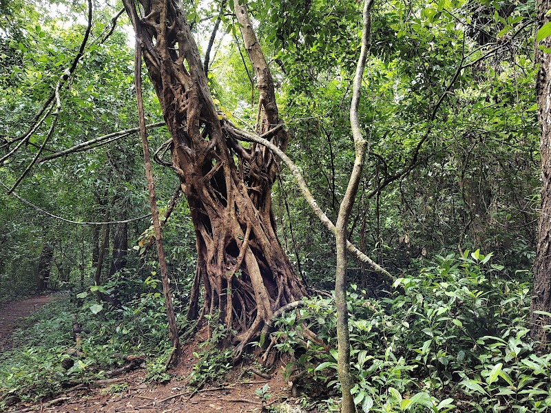 Janaki Forest - Janaki Forest, JQGV+79Q, Maruthonkara, Kerala 673513, India