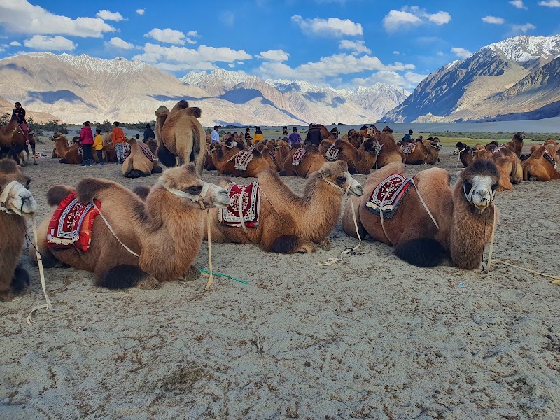 Hunder sand dunes double hump camel ride - Hunder sand dunes double hump camel ride Nubra Valley, Hunder, 194401