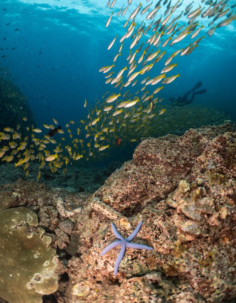 Princess Divers - Scuba Diving Phi Phi Island - Princess Divers - Scuba Diving Phi Phi Island 103 Phi Phi Island Tambon Ao Nang, Krabi Chang Wat Krabi 81000, Thailand