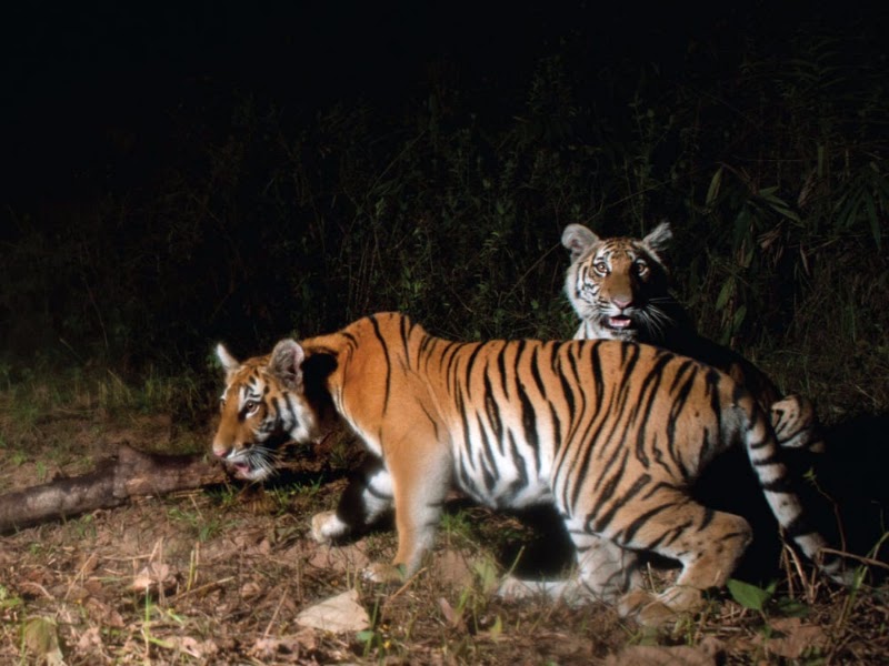 Tarun Corbett - Tarun Corbett tarun bhatt house, Dhela Rd, Ramnagar, Dhela, Uttarakhand 244715, India